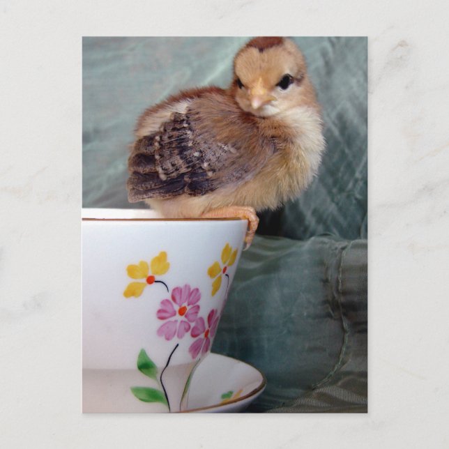 Postal Chick On Cup (Anverso)