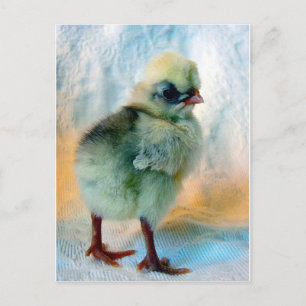 Postal Chick polaco