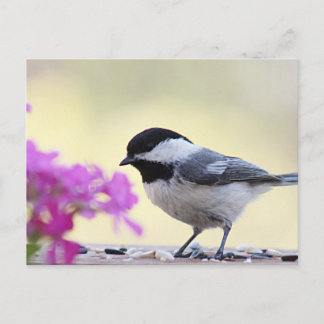 Postal Chickadee