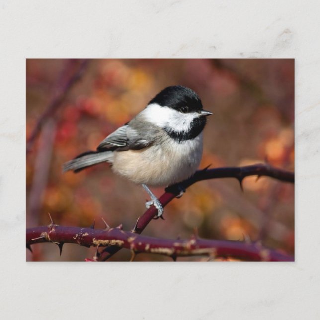 Postal Chickadee (Anverso)