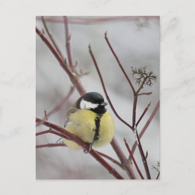 Postal Chickadee (Anverso)