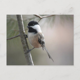 Postal Chickadee