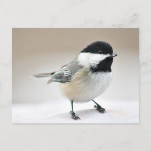 Postal Chickadee