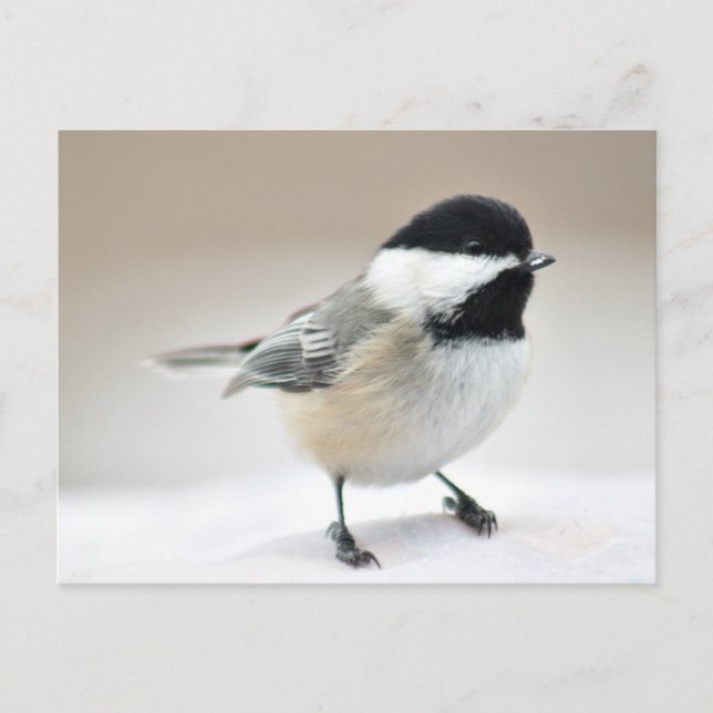 Postal Chickadee (Anverso)