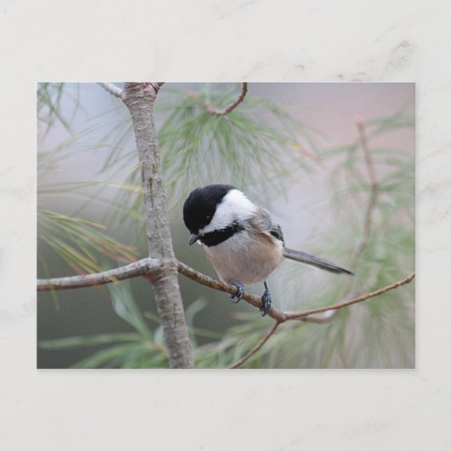 Postal Chickadee (Anverso)
