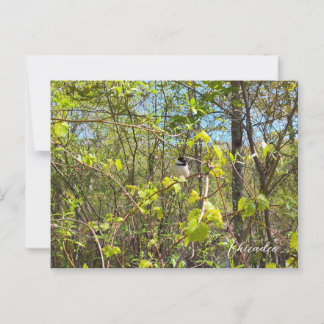 Postal Chickadee