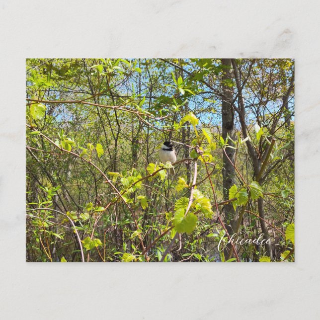 Postal Chickadee (Anverso)