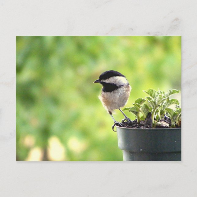 Postal Chickadee (Anverso)
