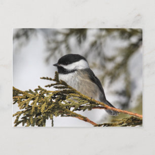 Postal Chickadee_9505