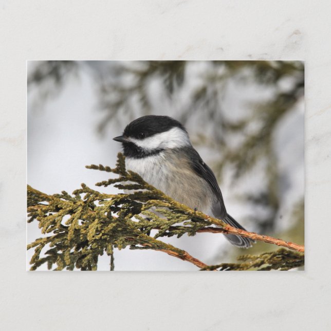 Postal Chickadee_9505 (Anverso)