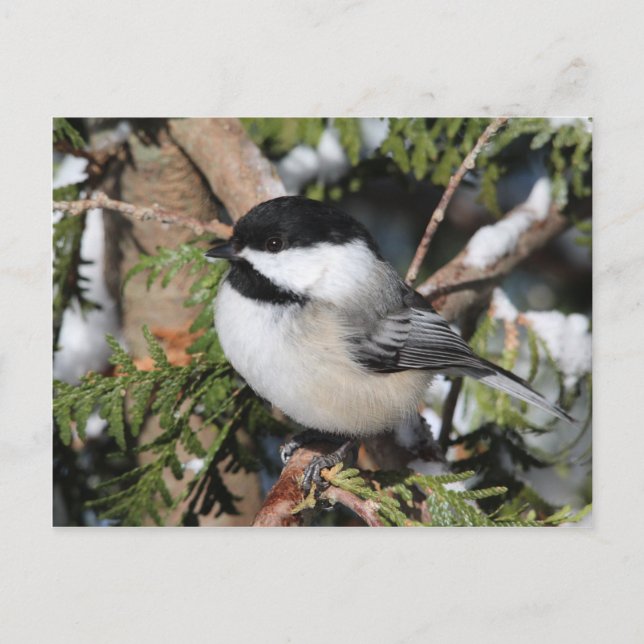 Postal Chickadee_9530 (Anverso)