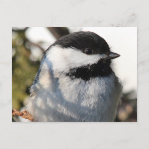 Postal Chickadee 9693