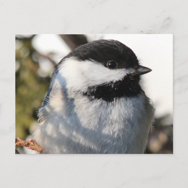 Postal Chickadee 9693 (Anverso)