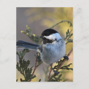 Postal Chickadee_9695