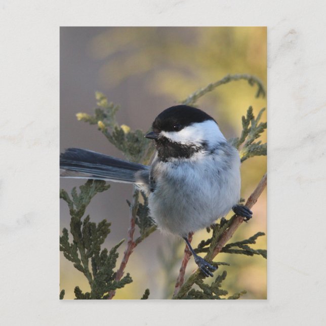 Postal Chickadee_9695 (Anverso)