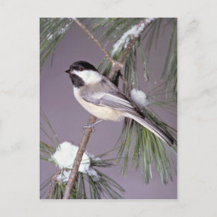 Postal Chickadee con gorras negras? fondo gris