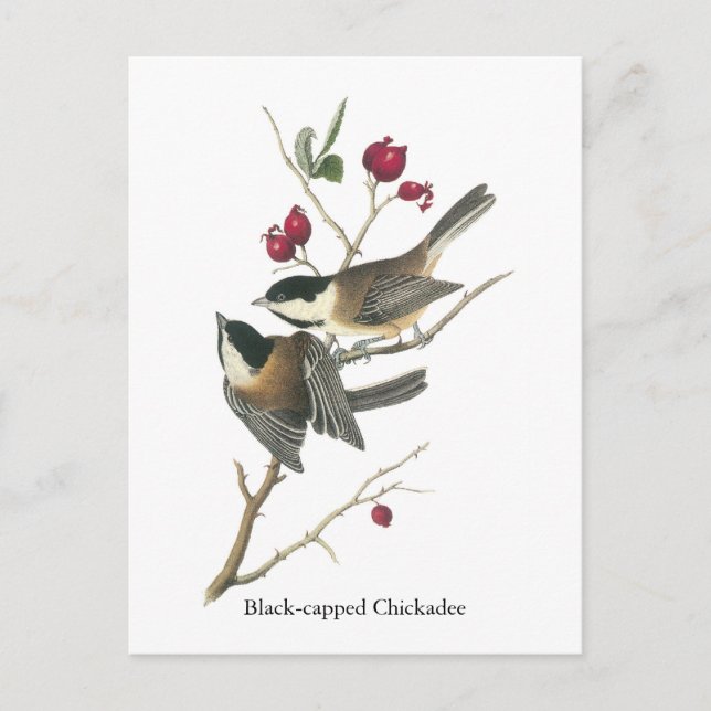 Postal Chickadee con gorro negro, John Audubon (Anverso)