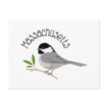 Chickadee de Massachusetts