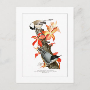 Postal Chickadee y Nuthatch