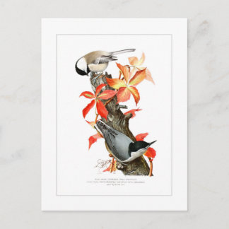 Postal Chickadee y Nuthatch