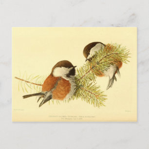 Postal Chickadees