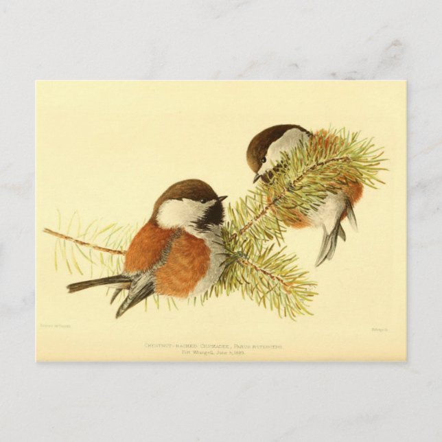 Postal Chickadees (Anverso)