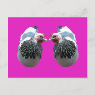 POSTAL CHICKEN DUO SOBRE MAGENTA