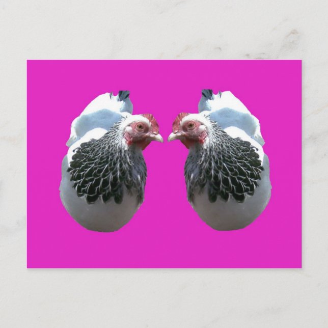 POSTAL CHICKEN DUO SOBRE MAGENTA (Anverso)