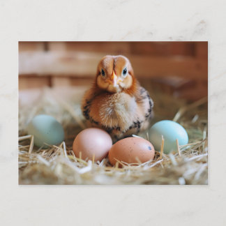 Postal Chicken Next to Easter Nest with Colorful Eggs