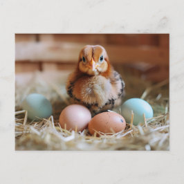 Postal Chicken Next to Easter Nest with Colorful Eggs