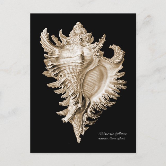 Postal Chicoreus ramosus (Anverso)