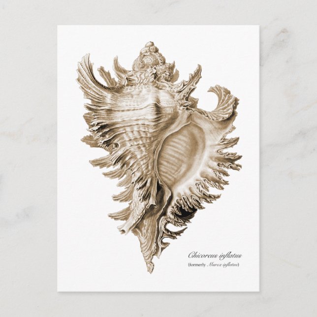Postal Chicoreus ramosus (Anverso)