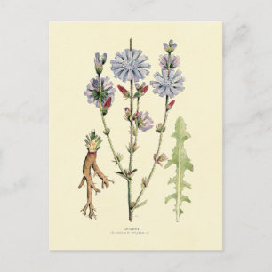 Postal Chicory