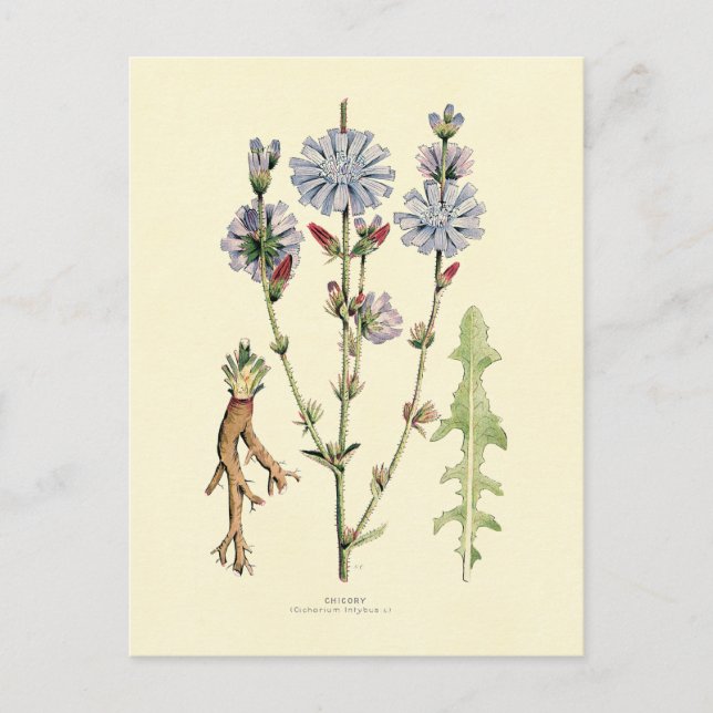 Postal Chicory (Anverso)