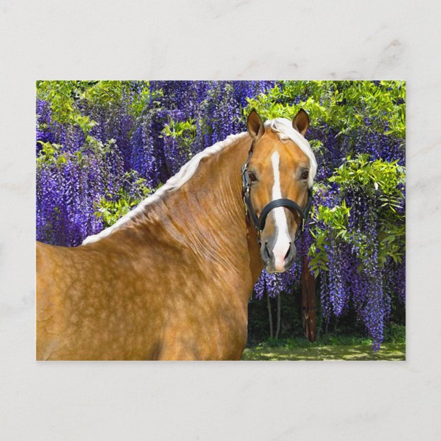 Postal "Chieftain" (Anverso)