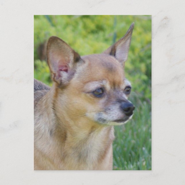 Postal Chihuahua (Anverso)