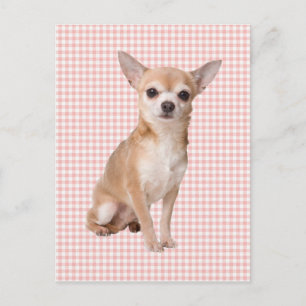 Postal Chihuahua