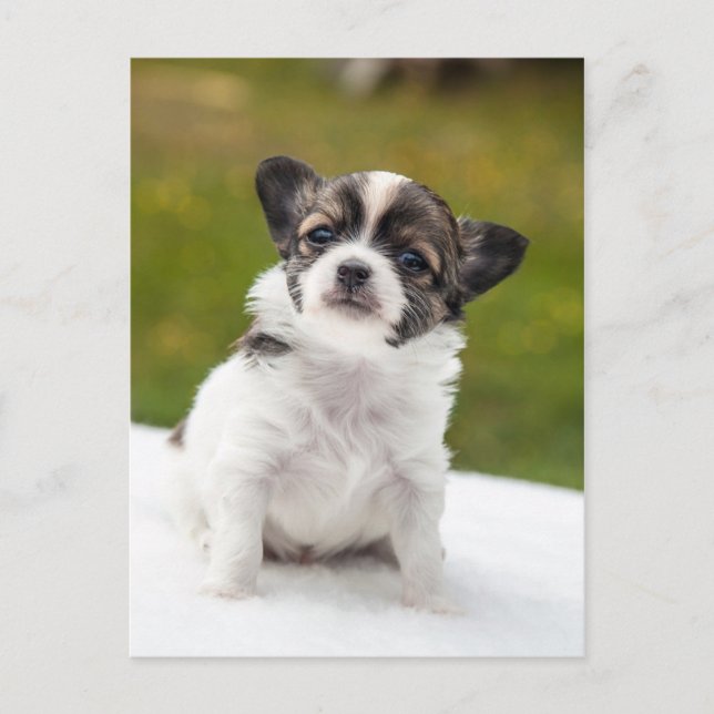 Postal Chihuahua (Anverso)