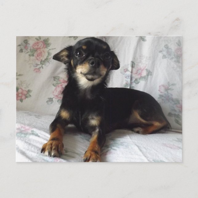 postal chihuahua (Anverso)