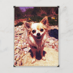 Postal Chihuahua