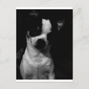 Postal Chihuahua