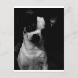 Postal Chihuahua
