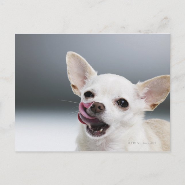 Postal Chihuahua blanca que lame los labios (Anverso)