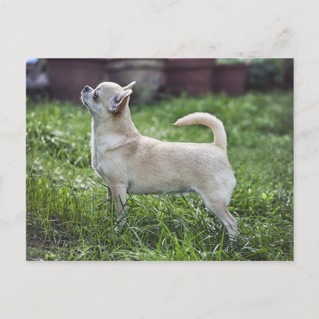 Postal chihuahua completa.png (Anverso)