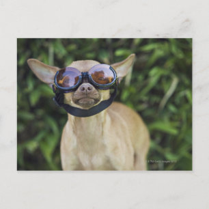 Postal Chihuahua con gafas