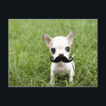 Postal Chihuahua con gracioso bigote en el jardín<br><div class="desc">Siguiendo la tendencia 'Tash,  este lindo chico usa su 'tash con orgullo!</div>