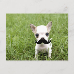 Postal Chihuahua con gracioso bigote en el jardín