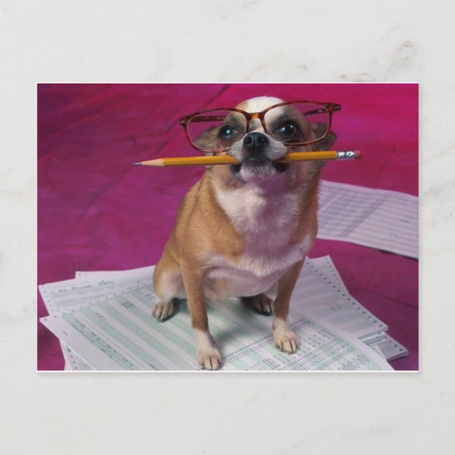 Postal Chihuahua con lápiz (Anverso)