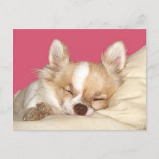 Postal Chihuahua de pelo largo