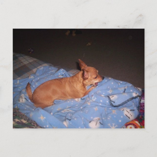 Postal Chihuahua descansando (Anverso)